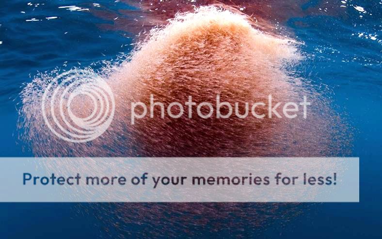 Super Krill Oil, Welocity Super Krill Oil is sourced from